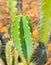 Close up of Hedge cactus or Cereus repandus in the garden