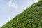 Close-up of a hedge under the sky background in Miami, Florida