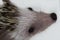 Close-up of Hedgehog