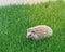 Close up hedgehog on green grass near concrete pathway at park in Texas, America