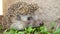 Close up hedgehog. Hedgehog in the garden. European hedgehog. Scientific name: Erinaceus europaeus. delightful summer scene. hedge