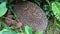 A close up of a hedgehog walking through the leafs