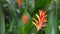 Close up of a heliconia psittacorum flower on maui