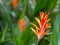 Close up of a heliconia psittacorum tropical flower on maui