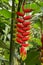 Close up of Heliconia Rostrata ten day on green leaves background. Red flowers inflorescence lobster-claws wild plantains or false