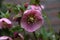 Close up of a helleborus