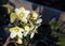 close up of a helleborus plant