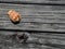 Close Up of Helmet Shell on a Weathered Dock