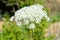 Close-up of Hemlock Flower Head, Conium Maculatum, Nature, Macro