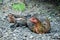 Close up of Hen and blur chicks. Hens and chicks  sleeping in the sun, The hens monitoring to protect their children and