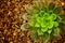 Close up of hen and chick or crassulaceae succulent flower on Dirt floor