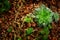 Close up of hen and chick or crassulaceae succulent flower on Dirt floor