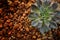 Close up of hen and chick or crassulaceae succulent flower on Dirt floor