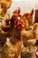 Close up of a hen in a shed