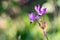 Close up Henderson`s Shooting Star Primula hendersonii, California