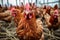 close-up of hens pecking at grain on the ground