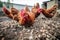 close-up of hens pecking at grain on the ground