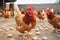 close-up of hens pecking at grain on the ground