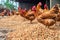 close-up of hens pecking at grains on the ground
