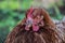 Close up of henâ€™s head standing on the rural farm yard. Chicken stand on barn yard