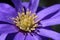 The close up of an hepatica nobilis
