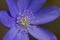 Close-up of a hepatica nobilis flower