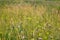 Close-up of a Heracleum plant against the background of steppe grass and flowers