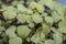 Close up of herbal and Ayurveda plant Ajwain or caraway or bishop`s weed plant in a pot