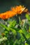 Close up herbal calendula