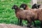 A close-up of a herd of black sheep stands on a green lawn in a paddock.