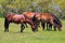 Close-Up of Herd of Corolla Wild Spanish Mustangs