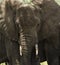 Close-up of a herd of elephants, Serengeti, Tanzania