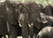 Close-up of a herd of elephants, Serengeti, Tanzania