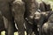 Close-up of a herd of elephants, Serengeti, Tanzania