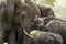 Close-up of a herd of elephants, Serengeti, Tanzania