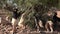 Close Up herd of tree climbing goats eating leaves from the branches of the Argan tree in Morocco. Tourist place to