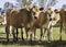 Close-up of a herd of young Jersey cattle