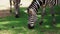 Close up of herd of zebras eating grass