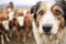 close-up of herding dogs focused eyes with sheep background