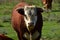 Close up of hereford bull.