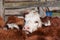 Close up of hereford cow head. Farm cattle background