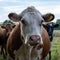 Close up of Hereford cow`s head in Herefordshire field staring at camera