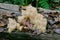 Close-up of Hericium americanum also known as The Bear`s Head Tooth Fungus