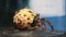 Close up of a Hermit Crab trapped inside a discarded glass jar