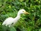 Close-up on a heron guard beef in Guadeloupe.