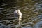 A close up of a Herring Gull