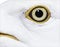 Close-up on Herring Gull eye, Larus argentatus