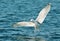 Close up of a herring gull in flight