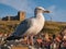 Close up of a herring gull in a seaside resort in the UK