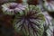 a close up of Heuchera americana plant leaves